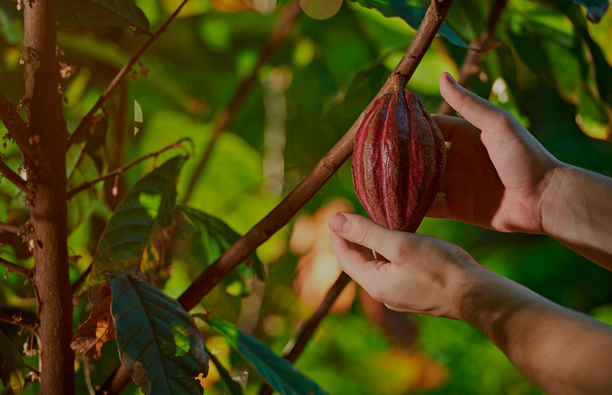 Cacao